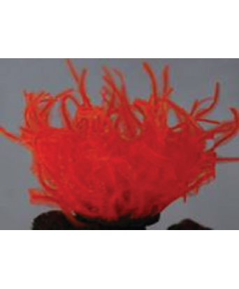 anemola-cod-27059-sh132mor