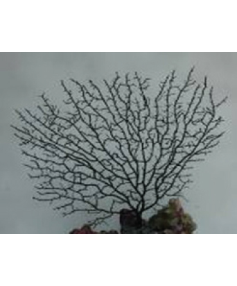 corales-artificiales-cod-27055-9003lr