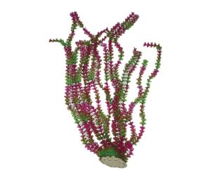 planta-acuatica-cod-27538